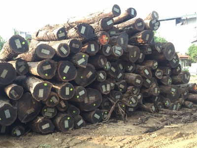Gỗ Óc Chó Về Ngập Bãi Long Dương